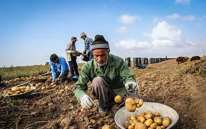 افزایش معنادار میانگین سنی کشاورزان کشور/ زنگ خطر تامین مواد غذایی