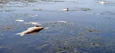 بحران تالاب‌های ایران نتیجه مدیریت ناپایدار آب است / کاهش ۲ متری سطح آب خزر در کمتر از یک دهه