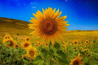 مزارع افتابگردان در استان خراسان شمالی