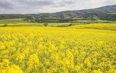 افزایش قیمت تضمینی دانه‌های روغنی