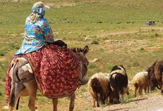 تاخیر یک‌ماهه کوچ عشایر بخاطر جلوگیری از شیوع کرونا