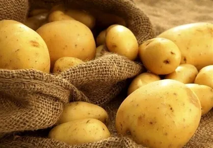 پیش&zwnj;بینی صادرات ۷۵ هزارتُن سیب&zwnj;زمینی/ صادرکننده حرفه&zwnj;ای سیب&zwnj;زمینی در همدان نداریم
