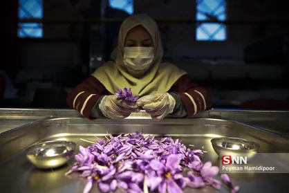 فرآوری و بسته بندی زعفران