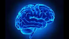 نقش کلسترول در عملکرد مغز