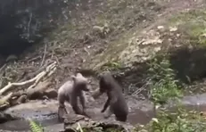 بازی ۲ توله خرس در جنگل رامسر