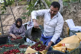 برداشت گیلاس