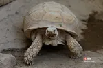 باغ وحش ارم سبز 