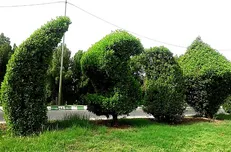 درختان همیشه سبزی که تهدیدی برای خوزستانی‌ها شدند / به هم پیوستن فاضلاب‌های شهری با «کنوکارپوس»!