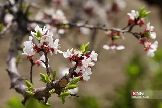 چند قدم مانده تا بهار