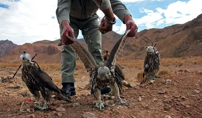 شکارچیان پرندگان کمیاب به دام افتادند