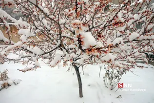 شکوفه زمستانی