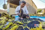 آفتاب گردون
