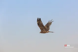 رهاسازی ۹ قطعه پرنده شکاری و آبزی در تالاب بهشت معصومه
