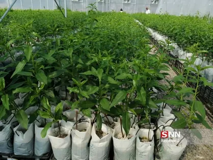 نهال کاری، حکم جایگزین حبس متخلف حوزه منابع طبیعی