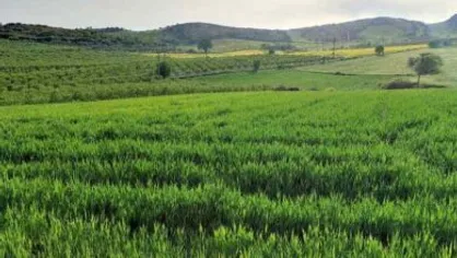 آغاز طرح جهش تولید در ۴۱۰ هزار هکتار دیم&zwnj;زار آذربایجان غربی