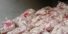 توزیع ۳۰ هزار تن مرغ منجمد با قیمت ۱۰۵۰۰ تومان