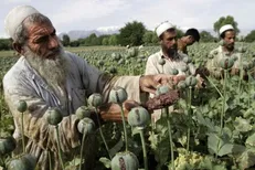 ۳ میلیون نفر در افغانستان مشغول تولید و قاچاق مواد مخدرند