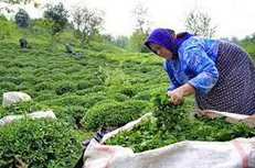پیش‌بینی افزایش ۱۰ درصدی تولید چای کشور در سال ۹۹