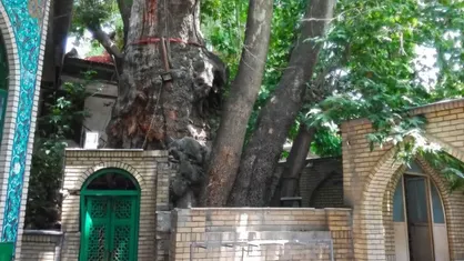 خسارت جزئی در آتش&zwnj;سوزی چنار کهنسال برغان / عملیات احیا آغاز می&zwnj;شود