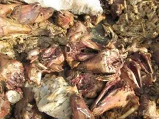 فاسد شدن حدود ۹۰۰ کیلوگرم گوشت و مرغ در دانشگاه آزاد کرج!