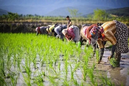 امسال ۱.۸ میلیون تن برنج در کشور تولید می&zwnj;شود