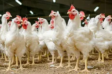 جایگاه مهم ذخیره ژنتیکی مرغ آرین