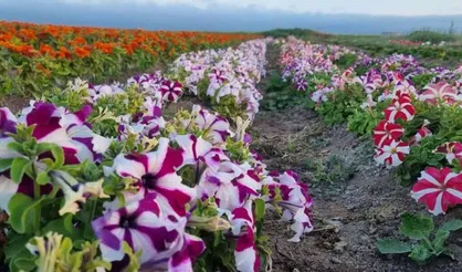 جمع&zwnj;آوری بذر ۲۱۸ گونه گیاه دارویی در اردبیل برای مقابله با خشکسالی