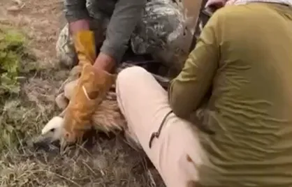 رهاسازی موفق یک فرد دال معمولی در زیستگاه طبیعی سمنان