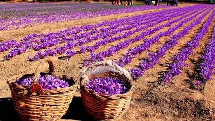 قیمت زعفران چند صد میلیونی زعفران در بورس کالا