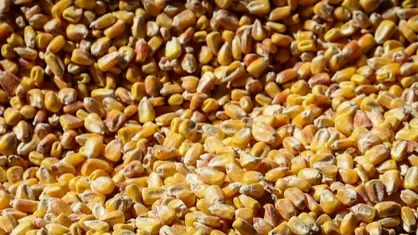 نهاده&zwnj;های دامی وارداتی از امروز تحویل شرکت پشیبانی دام می&zwnj;شود