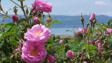 رز طائف مانع ثبت جهانی گل محمدی نیست