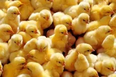 ضرورت برخورد با گران‌فروشی جوجه یک‌روزه برای متعادل شدن بازار مرغ