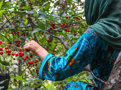 تولید ۱۴ هزار تن آلبالو در خوی