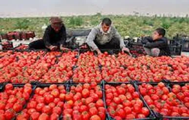 سطح زیر کشت گوجه‌فرنگی در گچساران به ۸۶۸ هکتار رسید