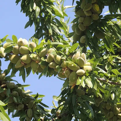 ۲۰ هکتار زمین در چهارمحال و بختیاری زیر کشت بادام رفت