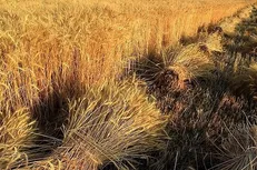 خسارت به ۶۲ هزار هکتار از گندمزار‌های خراسان شمالی بر اثر خشکسالی