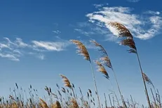 وضعیت هوای گیلان در ۱۳ فروردین؛ احتمال وقوع حریق در جنگل‌ها