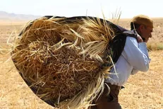 خرید تضمینی ۶.۵ میلیون تن گندم در سال جاری