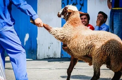هشدار به حجاج و استقبال کنندگان: دام را از جایگاه&zwnj;های مجاز بخرید