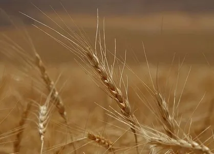 هشدار درباره کاهش تولید گندم در سال آینده/ دولت خبری از کاهش مصرف کود و پوکی گندم&zwnj;ها ندارد؟