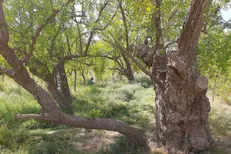 تنها درخت عناب ثبت‌شده کشور در خوسف؛ ۳۰۰ سال ایستادگی در دل کویر