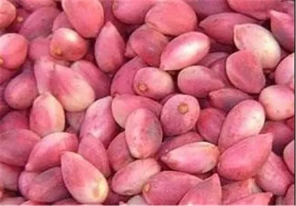 جنگ پسته&zwnj;ای ایران و امریکا