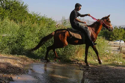 حرکت کاروان اسب&zwnj;سواران خراسان&zwnj;شمالی به سوی حرم رضوی