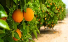 افزایش ۳ برابری صادرات با شناسنامه‌دار کردن محصولات باغی مازندران