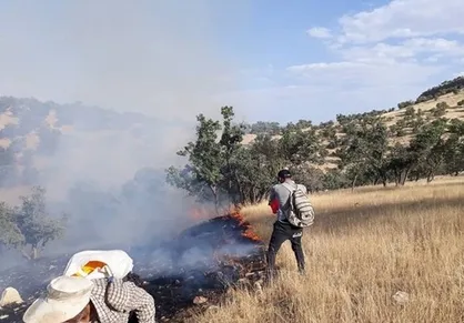 زاگرس در آتش بی&zwnj;تدبیری مسئولان همچنان می&zwnj;سوزد / خوش غیرتی زنان و کودکان برای نجات درختان بلوط