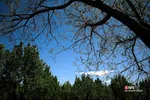 new