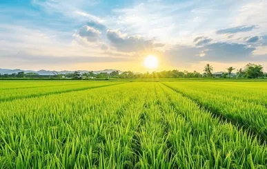 پایداری هوای گیلان تا سه شنبه