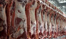 قیمت دام زنده سبک در آستانه عید قربان