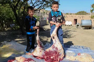 دبب