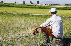 قمار آب در گلستان/ اشتیاق به شالیکاری کاهش می‌یابد؟